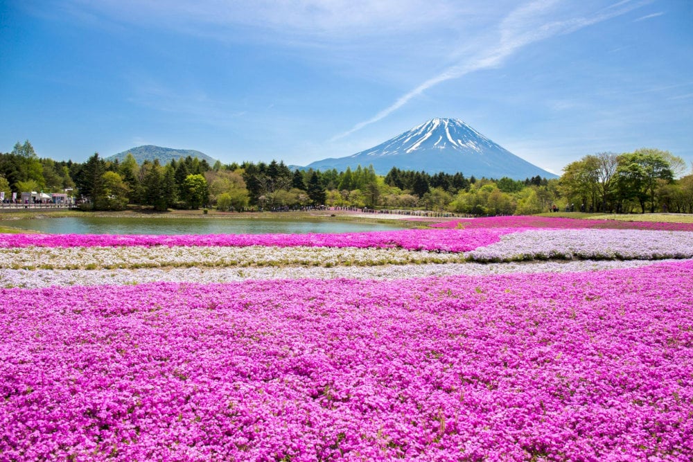 These low-growing flowers form dense, colorful carpets that appear to flow like rivers of color across the landscape, creating dreamlike scenes that epitomize Japanese spring beauty.